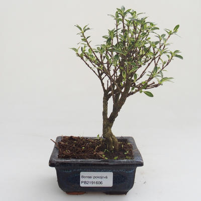 Indoor bonsai - Serissa foetida Variegata - Tree of a Thousand Stars PB2191606 - 1