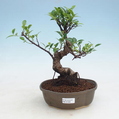 Room bonsai - Ficus kimmen - malolistý ficus - 1