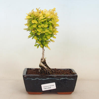 Outdoor bonsai - Berberis thunbergii Maria - Barberry
