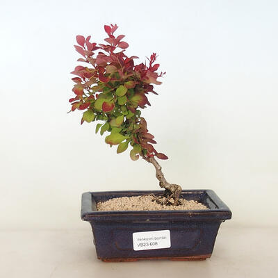 Outdoor bonsai - Berberis thunbergii Verruculosa - Barberry