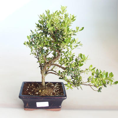 Indoor bonsai - Ilex crenata - Holly PB2201160 - 1