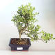Indoor bonsai - Ilex crenata - Holly PB2201160 - 1/2