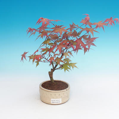 Outdoor bonsai - Palmatum maple DESHOJO - Japanese maple - 1