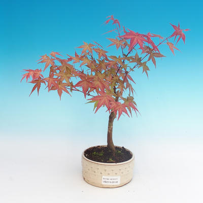 Outdoor bonsai - Palmatum maple DESHOJO - Japanese maple - 1