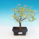 Outdoor bonsai - Japanese maple Acer palmatum Butterfly - 1/2