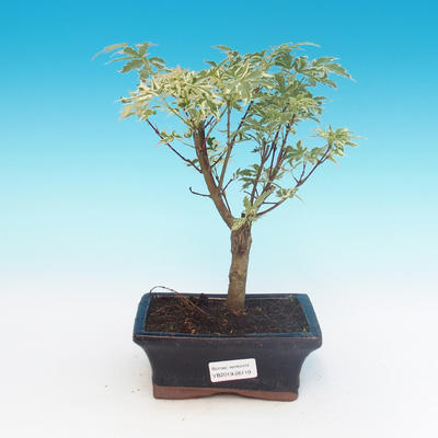 Outdoor bonsai - Japanese maple Acer palmatum Butterfly - 1