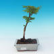 Outdoor bonsai - Acer palmatum SHISHIGASHIRA- Lesser maple - 1/2