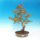 Outdoor bonsai - Acer pamnatum - Japanese maple - 1/5