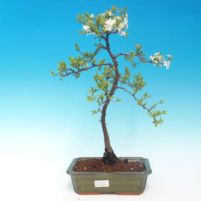 Outdoor bonsai - Prunus spinosa - blackthorn