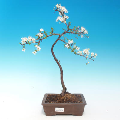 Outdoor bonsai - Prunus spinosa - blackthorn