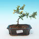 Outdoor bonsai - Chaenomeles superba jet trail - White quince - 1/3