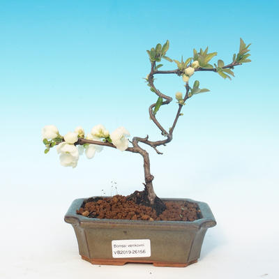 Outdoor bonsai - Chaenomeles superba jet trail - White quince - 1