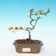 Outdoor bonsai - Chaenomeles superba jet trail - White quince - 1/3