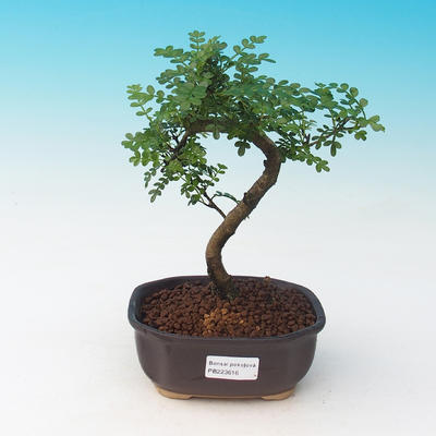 Room bonsai - Zantoxylum piperitum - Pepřovník - 1