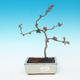 Outdoor bonsai - Chaneomeles japonica - Japanese Quince - 1/4