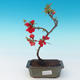 Outdoor bonsai - Chaneomeles japonica - Japanese quince - 1/3