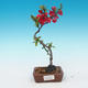 Outdoor bonsai - Chaneomeles japonica - Japanese quince - 1/3