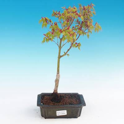 Acer palmatum Aureum - Golden Japanese Maple - 1