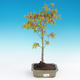 Acer palmatum Aureum - Golden Japanese Maple - 1/3