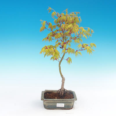 Acer palmatum Aureum - Golden Japanese Maple - 1
