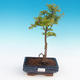 Outdoor bonsai - Acer palmatum SHISHIGASHIRA- Lesser maple - 1/3