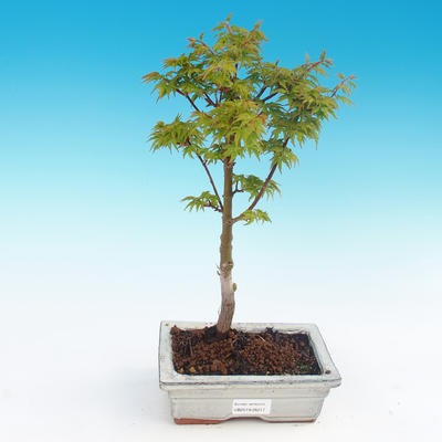 Outdoor bonsai - Acer palmatum SHISHIGASHIRA- Lesser maple - 1
