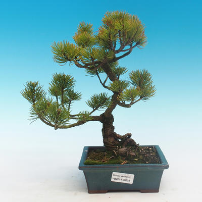 Outdoor bonsai - Pinus parviflora - Small pine tree