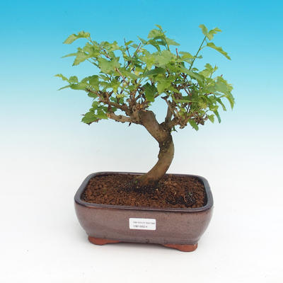 Outdoor bonsai - Morus alba - Mulberry - 1