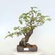 Outdoor bonsai - Pseudocydonia sinensis - Chinese quince - 1/4
