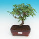 Outdoor bonsai - Morus alba - Mulberry - 1/6