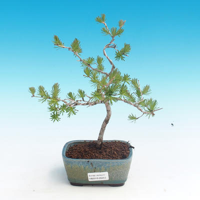 Outdoor bonsai - Larix decidua - Larch deciduous
