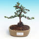 Outdoor bonsai-Cotoneaster horizontalis-Cotoneaster - 1/2