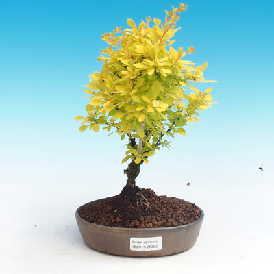 Outdoor bonsai - Berberis thunbergii - Barberry - 1