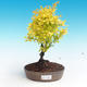 Outdoor bonsai - Berberis thunbergii - Barberry - 1/2