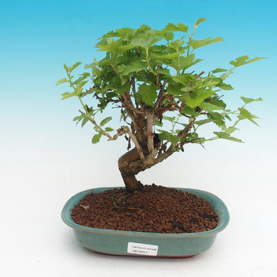 Outdoor bonsai - Morus alba - Mulberry - 1