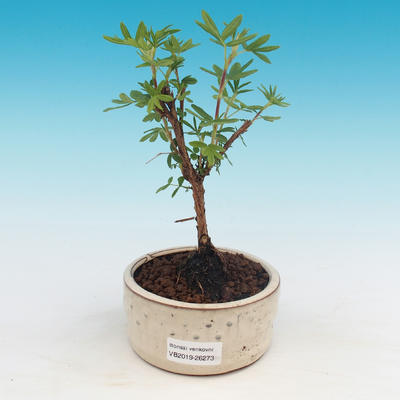 Outdoor bonsai-cinquefoil - Dasiphora fruticosa yellow - 1