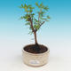 Outdoor bonsai-cinquefoil - Dasiphora fruticosa yellow - 1/2