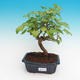 Outdoor bonsai - Morus alba - Mulberry - 1/6