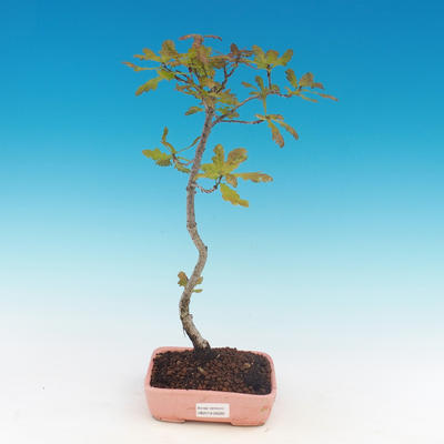 Outdoor bonsai-Quercus robur-Summer oak