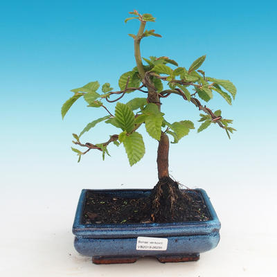 Outdoor bonsai -Carpinus CARPINOIDES - Korean Hornbeam