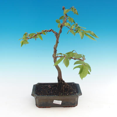 Outdoor bonsai -Carpinus CARPINOIDES - Korean Hornbeam