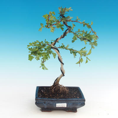 Outdoor bonsai - Single hawthorn
