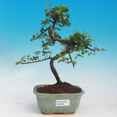 Room bonsai - Sagetie thea - Sagetie thea - 1