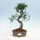 Room bonsai - Ficus kimmen - malolistý ficus - 1/2