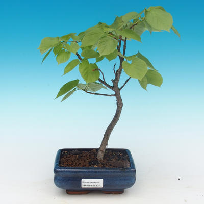 Outdoor bonsai - Small-leaved lime
