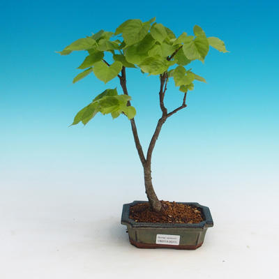 Outdoor bonsai - Small-leaved lime