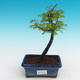 Outdoor bonsai - Two-line bream - 1/4