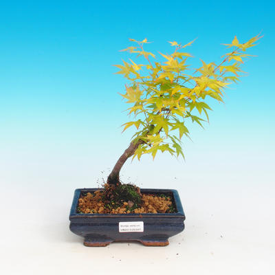 Outdoor bonsai - Acer palmatum Aureum - Golden Japanese Maple - 1