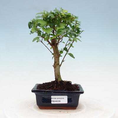 Indoor bonsai -Ligustrum chinensis - Bird's beak - 1