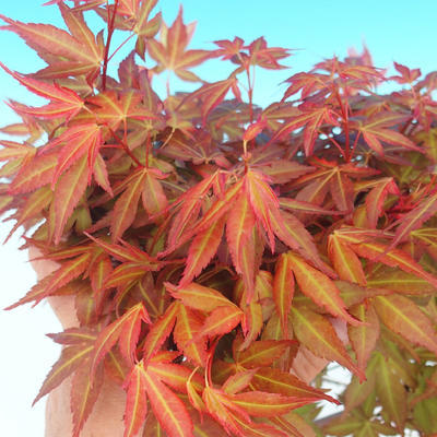 Outdoor Bonsai - Acer palmatum Beni Tsucasa - Japanese Maple - 1